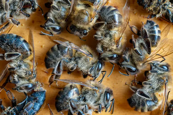 蜂房里有很多死了的蜜蜂 靠近点 殖民地崩塌紊乱 农药接触 虫害和疾病 图库照片