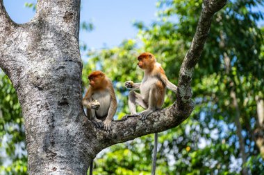 Malezya 'nın Borneo adasının yağmur ormanlarındaki vahşi Proboscis maymunu ya da Nasalis larvası ailesi, yaklaşın. Büyük burunlu harika bir maymun..