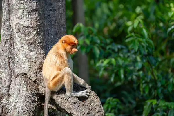 Malezya 'nın Borneo adasının yağmur ormanlarındaki vahşi Proboscis maymunu ya da Nasalis larvası ailesi, yaklaşın. Büyük burunlu harika bir maymun..