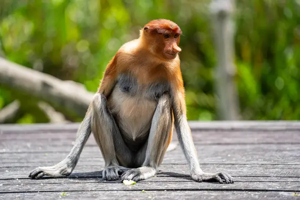Rodina Divokých Opic Rodu Proboscis Nebo Nasalis Larvatus Deštném Pralese Stock Obrázky