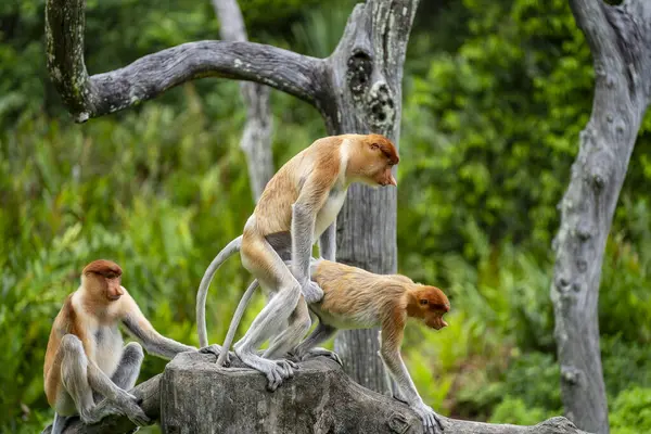 马来西亚婆罗洲的热带雨林里 一群野生的普罗伯斯猴正在做爱 图库图片
