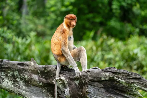 Família Macaco Proboscis Selvagem Larvatus Nasalis Floresta Tropical Ilha Bornéu Imagem De Stock