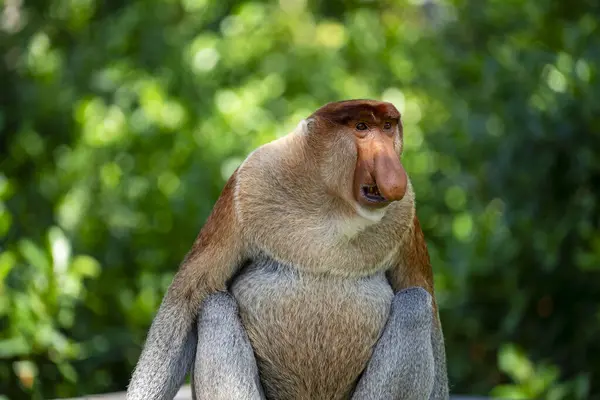 野生の原生動物の猿やナサリ幼虫の家族 ボルネオ島の熱帯雨林で マレーシア クローズアップ 鼻が大きい素晴らしい猿 ロイヤリティフリーのストック画像