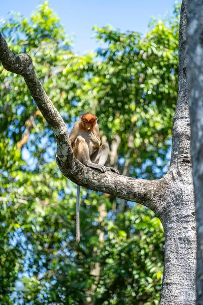 马来西亚婆罗洲热带雨林中的野生Proboscis猴或Nasalis Larvatus的科 大鼻子的神奇猴子 图库图片