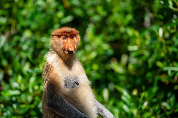 马来西亚婆罗洲热带雨林中的野生Proboscis猴或Nasalis Larvatus的科 大鼻子的神奇猴子 图库图片