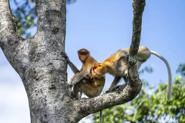 野生の原生動物の猿やナサリ幼虫の家族 ボルネオ島の熱帯雨林で マレーシア クローズアップ 鼻が大きい素晴らしい猿 ストック写真