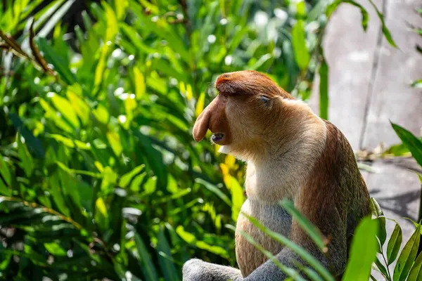 野生の原生動物の猿やナサリ幼虫の家族 ボルネオ島の熱帯雨林で マレーシア クローズアップ 鼻が大きい素晴らしい猿 ストックフォト