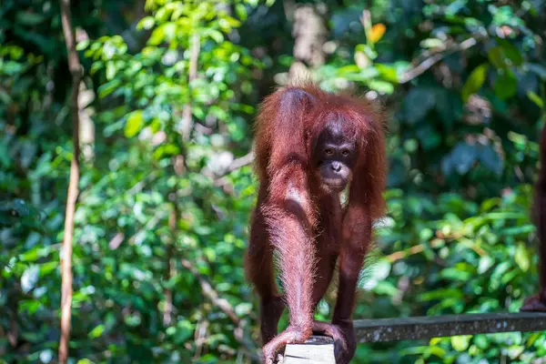 Дикий Исчезающий Орангутанг Тропических Лесах Острова Борнео Малайзия Крупным Планом Стоковое Изображение