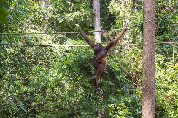 Borneo Malezya Nın Yağmur Ormanlarında Bebeğiyle Dişi Orangutan Yaklaşıyor Doğada Telifsiz Stok Imajlar
