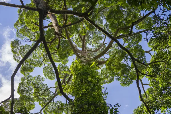 空を背景にした大きな熱帯の木 下からの眺め Dipterocalus AlatusまたはYang Yai TreeまたはDipterocalpaceae マレーシアのボルネオ島 ロイヤリティフリーのストック画像