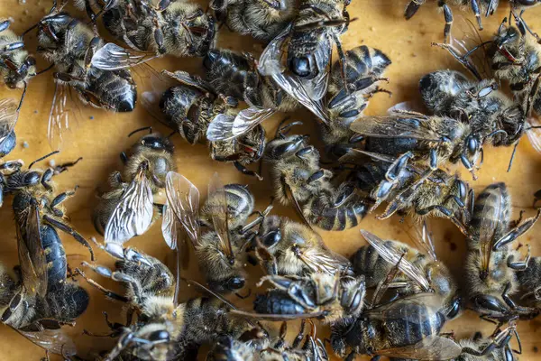 ハイブで死んだミツバチの多くは 閉じています コロニー崩壊障害 殺虫剤曝露 害虫および病気 ロイヤリティフリーのストック画像