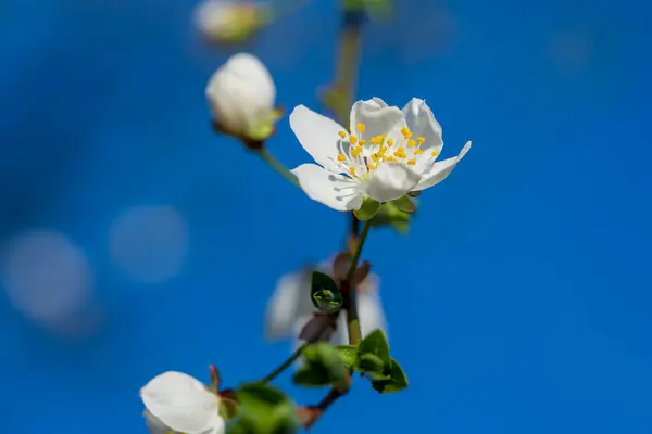 Nahaufnahme Apfelblüte Weiße Blumen Und Blauer Himmel Frühling Hintergrund Stockfoto