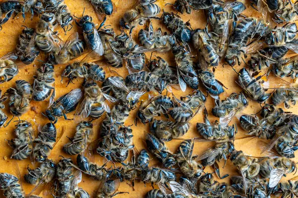Mnoho Mrtvých Včel Úlu Zavřít Porucha Kolonie Hladovění Expozice Pesticidům Royalty Free Stock Fotografie