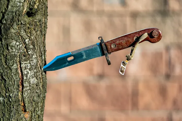 Militär Gammal Bajonettkniv Ett Träd Närbild Utomhus Bayonetkniv Tillverkad Sovjetunionen Stockbild