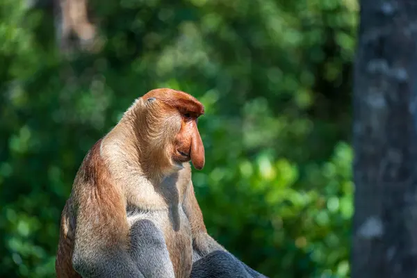 Família Macaco Proboscis Selvagem Larvatus Nasalis Floresta Tropical Ilha Bornéu Imagens De Bancos De Imagens