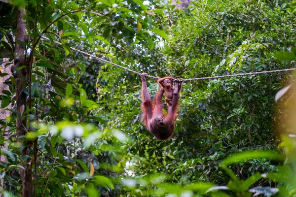 Kvinnlig Orangutang Med Sitt Barn Regnskogen Borneo Malaysia Närbild Orangutang Stockbild