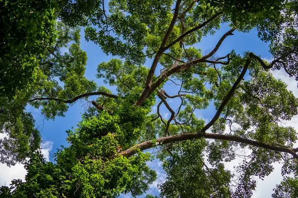 Velký Tropický Strom Oblohou Pozadí Pohled Zdola Vědecký Název Dipterocarpus Stock Snímky