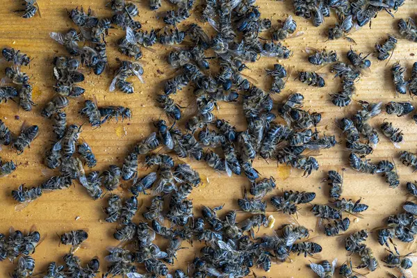 Многие Мертвые Пчелы Улье Закрываются Расстройство Разрушения Колонии Голод Воздействие Стоковая Картинка
