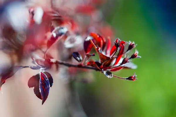 Ornamentale Lila Blatt Freya Apfelbaum Mit Blüten Die Noch Nicht Stockbild