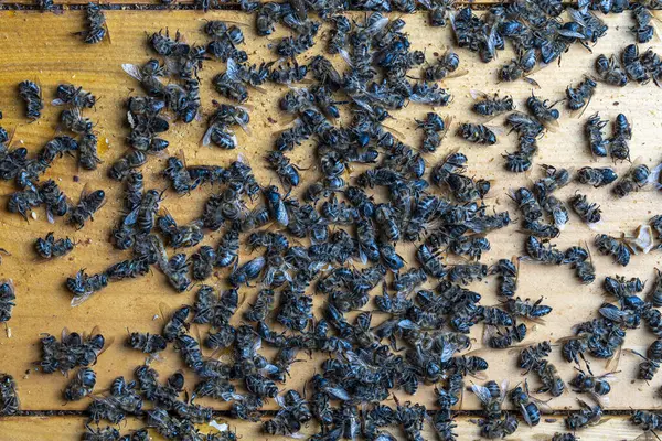 Viele Tote Bienen Stock Aus Nächster Nähe Koloniezusammenbruch Störung Hunger Stockbild