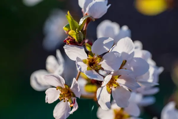 Blühende Dekorative Lila Blättrige Pflaume Hollywood Mit Weißen Blüten Auf Stockfoto