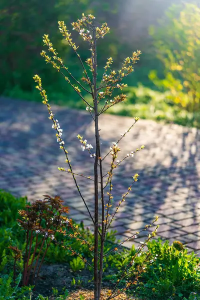开着观赏性紫叶李子的好莱坞 在春天的花园背景上开满了白花 小李树早上 免版税图库图片