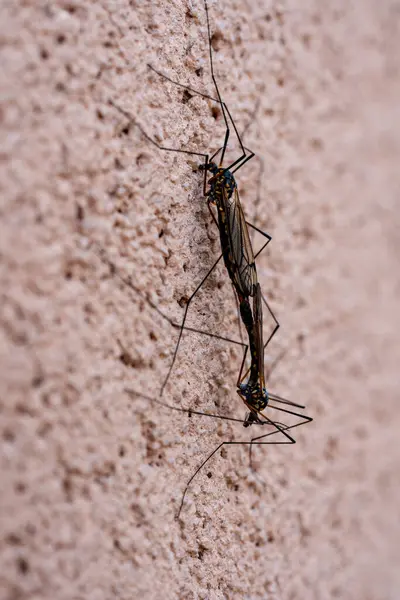 Zwei Tipulidae Kraniche Fliegen Paarung Auf Einer Wand Hintergrund Nahaufnahme lizenzfreie Stockbilder