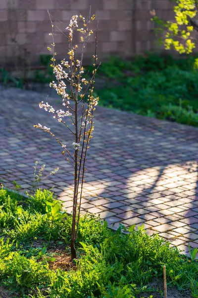 Çiçekli Mor Yapraklı Erik Hollywood Bahar Bahçesi Arka Planında Beyaz Telifsiz Stok Imajlar