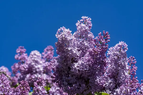 Lila Fliederzweig Frühling Vor Blauem Himmel Garten Nahaufnahme Stockfoto