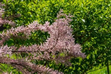 Soft pink flowers tamarix tree in spring garden, close up. Blossoming small flower tamarisk plant . Soft rosy saltcedar or salt cedar or tamarisk, bloom clipart