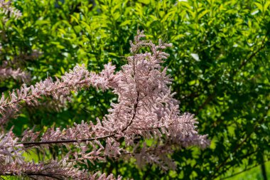Bahar bahçesindeki yumuşak pembe çiçek tamariks ağacını kapatın. Çiçek açan küçük tamarisk bitkisi. Yumuşak pembe tuzlu sedir ya da tuz sedir ya da tamarisk, çiçek