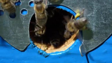 Arı kovanının yanında bal toplamak için bal arıları uçar. Kırsalda arıcılık. Arılarda koloni arıları, makro. Kovandaki ayrıntılı iniş delikleri ve uçan arılar