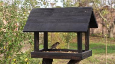 Wooden bird feeder in the form of a house on an autumn garden, close up. Behavior of birds at the feeder with seeds. There are sparrows and tits in the feeder. Bustle of birds at the feeder