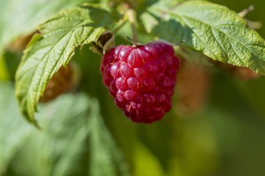 Meyve bahçesindeki bir dalda olgun organik kırmızı ahududu yakın plan, doğal arka plan.