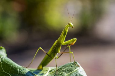 Yeşil peygamberdevesi ya da Avrupa peygamberdevesi bitkinin üzerinde oturur, yakından. Doğada dişi peygamber devesi dini