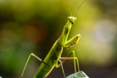 Yeşil peygamberdevesi ya da Avrupa peygamberdevesi bahçede oturur, yakından. Doğada dişi peygamber devesi dini