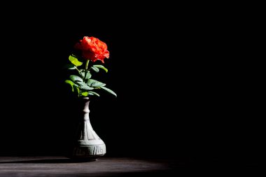 Ahşap bir masada seramik bir vazoda, siyah bir arkaplanda izole edilmiş tek bir kırmızı gül. Kapat, boşluğu kopyala