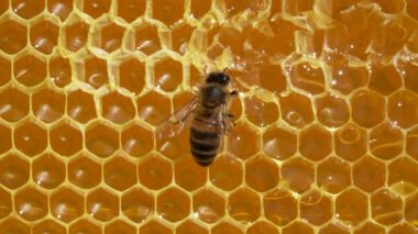Bal peteği üzerinde çalışan arı, kapat. Arıların kolonisi. Kırsalda arıcılık. Macro bal peteğinde bir kovanla, bal ve polenle balmumu hücreleriyle çekim yapıyor. Taraklarda bal