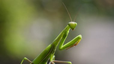 Yeşil peygamberdevesi ya da Avrupa peygamberdevesi bitkinin üzerinde oturur, yakından. Doğada dişi peygamber devesi dini