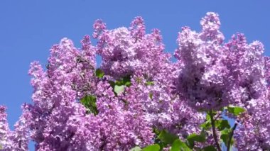 Baharda mavi gökyüzüne karşı mor leylak dalı, yakın.