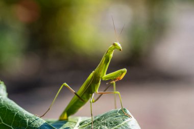 Yeşil peygamberdevesi ya da Avrupa peygamberdevesi bahçede oturur, yakından. Doğada dişi peygamber devesi dini