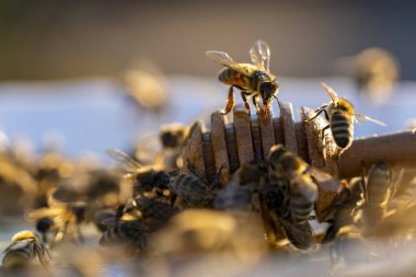 Fresh organic honey and wooden dipper in plate with many worker bees, close up. Honey harvesting. Healthy organic natural food concept, diet clipart