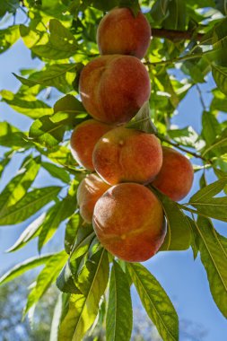 Meyve yaz bahçesindeki ağaçta taze, olgun şeftaliler. Yaklaş. Zengin şeftali hasadı. Meyve bahçesindeki şeftali ağacında olgun meyveler. Ev yapımı, organik şeftali.