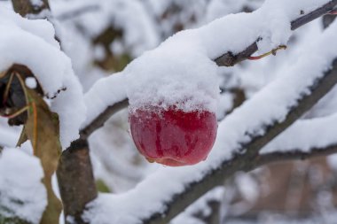 Sonbaharın sonlarında ilk karla kaplı bir ağaç dalında asılı duran taze kırmızı elma, yakın çekim. Bahçedeki ilk donla kaplı elma ağacı.