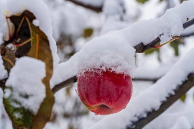 Sonbaharın sonlarında ilk karla kaplı bir ağaç dalında asılı duran taze kırmızı elma, yakın çekim. Bahçedeki ilk donla kaplı elma ağacı.