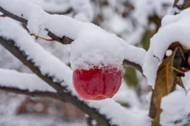 Sonbaharın sonlarında ilk karla kaplı bir ağaç dalında asılı duran taze kırmızı elma, yakın çekim. Bahçedeki ilk donla kaplı elma ağacı.