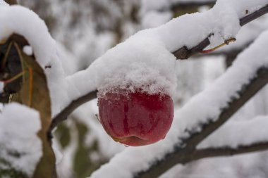 Sonbaharın sonlarında ilk karla kaplı bir ağaç dalında asılı duran taze kırmızı elma, yakın çekim. Bahçedeki ilk donla kaplı elma ağacı.