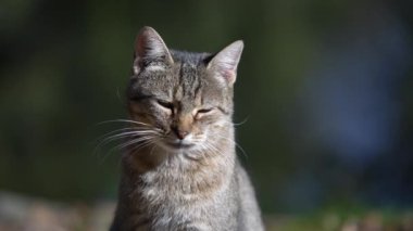 Gri çizgili kedi güneşli bir sonbahar gününde bahçede dinleniyor. Komik ev hayvanları. Evcil hayvanı kapatın. Doğadaki kedi, dışarıdaki kedi