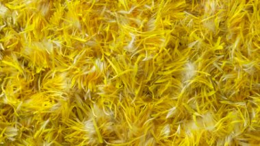 Arka planda reçel için taze sarı karahindiba çiçekleri, dönüşler, üst manzara. Çiğ sarı karahindiba yaprakları, kapatın.