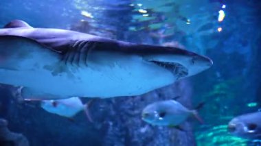 Su altında yüzen büyük köpekbalıklarına yaklaşın, deniz dünyasının sakinleri.